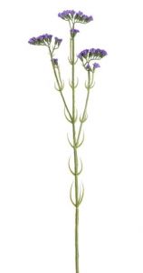 Statice Spray Purple