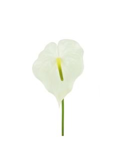 Anthurium 77cm Cream