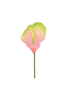 Anthurium 77cm Pink/Green