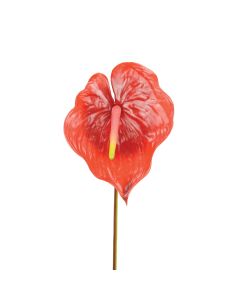 Anthurium 77cm Red