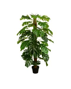 Split Philo Tree w/Pot 150cm