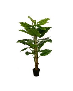 Wild Philo In Pot 155cm