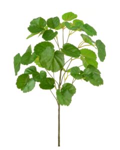 Geranium Aralia 68cm