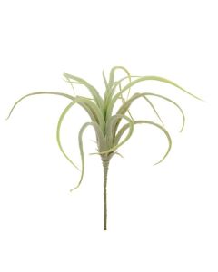 Tillandsia 25cm