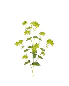 Bupleurum Spray 76cm
