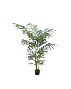Areca Palm 150cm