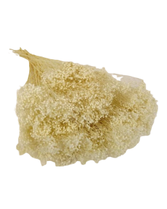 Broom Bloom Bleached x 80g