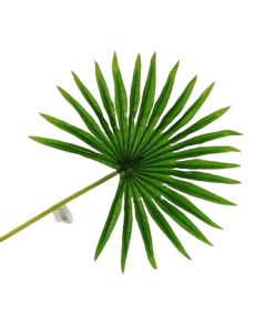 Real Touch Fan Palm Leaf Green 50cm