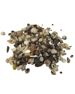 Shells - Mix Small x 1kg