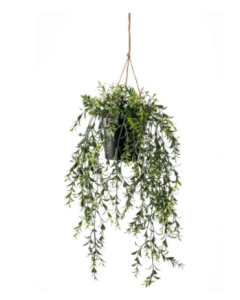Boxwood Hanging 50cm In Pot