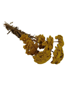 Achillea Filipendulina - Natural - 100g