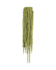 Preserved Amaranthus Caudatus - Green