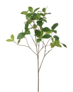 Enkianthus Spray - 96cm Green