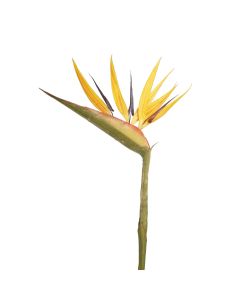 Bird Of Paradise - 83cm