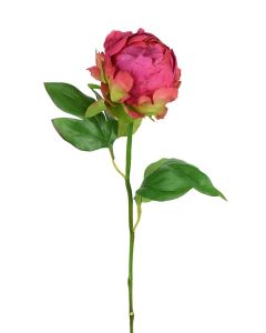 Hybrid Peony Bud 45cm Beauty