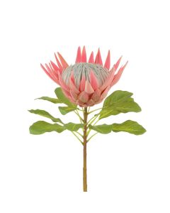 Queen Protea 73cm Dark Pink