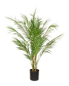 Areca Palm in pot - 90cm
