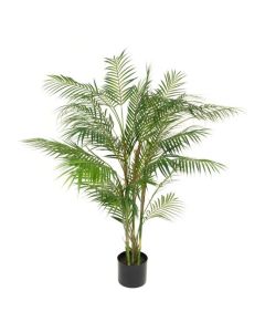 Areca Palm in pot - 120cm