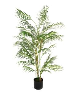 Areca Palm In Pot - 150cm