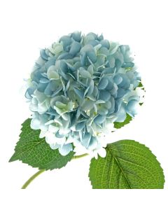Single Hydrangea 82cm Light Blue