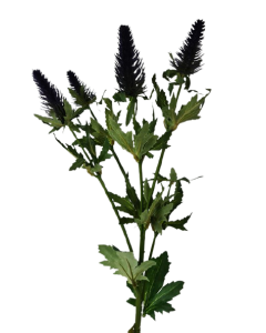 77cm  Eryngium Spray