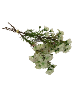 42cm Cream Waxflower Hand Tied