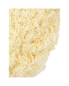Preserved Broom Bloom Bleached