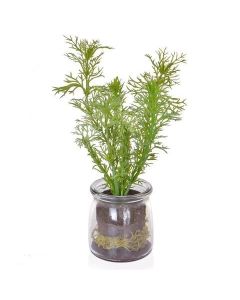 Rosemary In Glass Jar