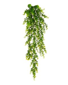 UV Trailing Eucalyptus