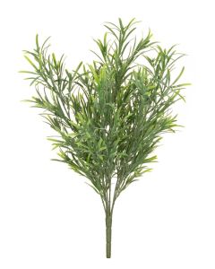 UV Podocarpus Bush