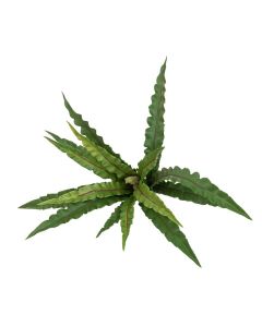 UV Bird's Nest Fern - 38cm