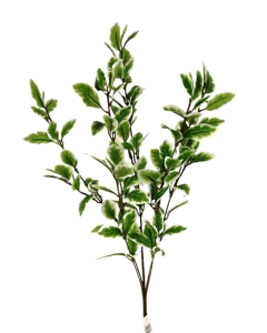 Pittosporum Spray Variagated