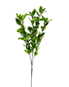 Pittosporum Spray Green