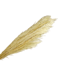 Cana Silvestre x 6 Stems White