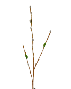 80cm Pussy Willow Stem