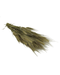 Bearded Wheat Bunch (Dutch)