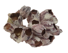 Shell - Barnacle 7-9"