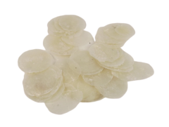 Shells - Camar 5-10cm Natural x 1kg