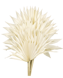 Bleached Sun Palm (Spear) x 6pcs