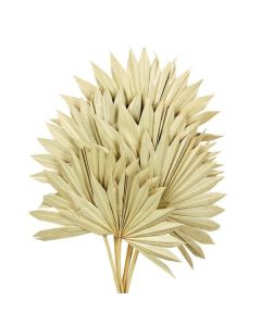Natural Sun Palm (Spear) x 6pcs