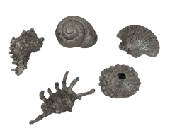 9cm Shell Set Of 5 Silver