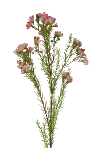 Wax Flower Spray 77cm Pink