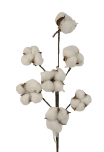55cm Cotton Seed Pod Stem