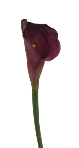 Real Touch Calla Lili 68cm Dark Purple