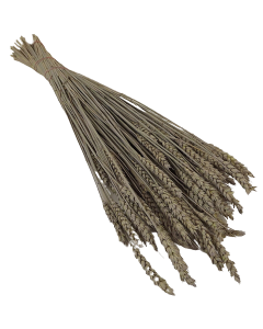 Tritical (Wheat) Dyed Taupe