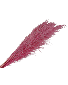 Cana Silvestre x 6 Stems Pink