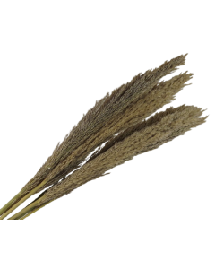 Cana Silvestre x 6 Stems Natural