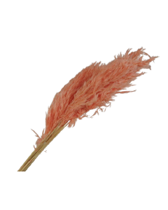 75cm Pampas x 6pcs Salmon Pink