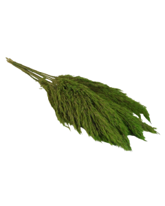 Wild Reed Plume (Pampas) Apple Green x 10 Stems App 75cm