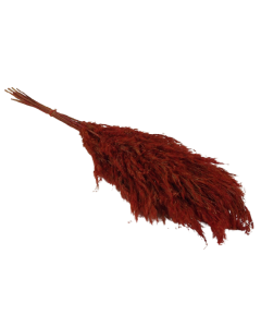 Wild Reed Plume (Pampas) Red x 10 Stems App 75cm